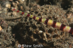 banded pipefish 60mm macro full frame by Stew Smith 